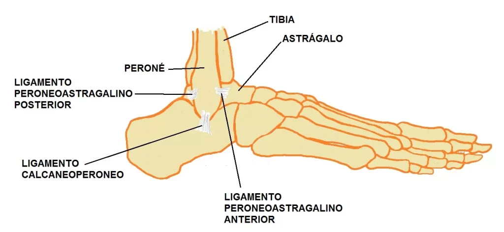 ligamentos tobillo fisioterapia