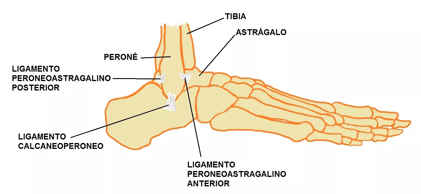 ligamentos tobillo fisioterapia